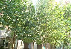 �T����Ӗ���F�����I1